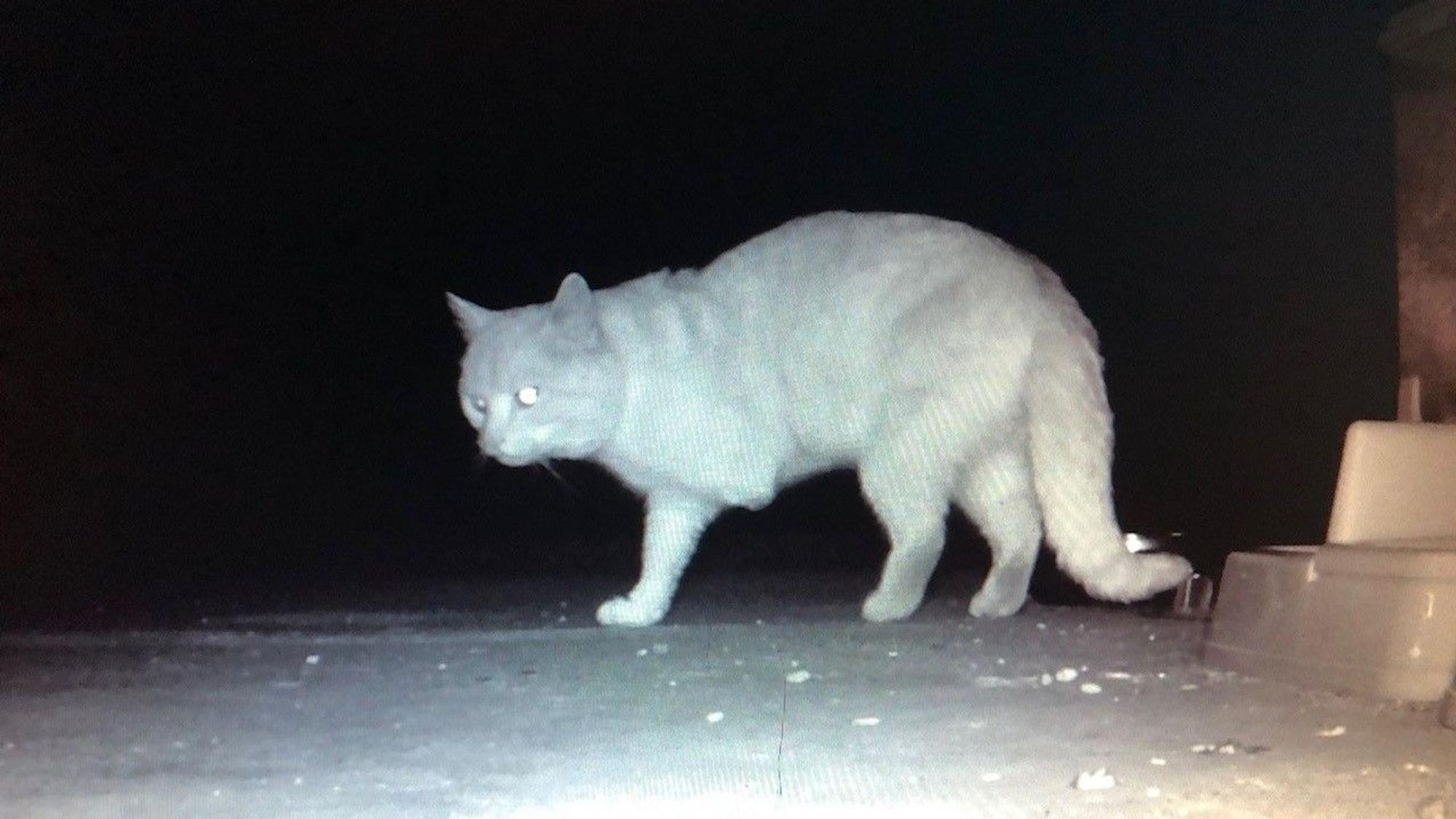Einer Katze fehlt ein Vorderbein.