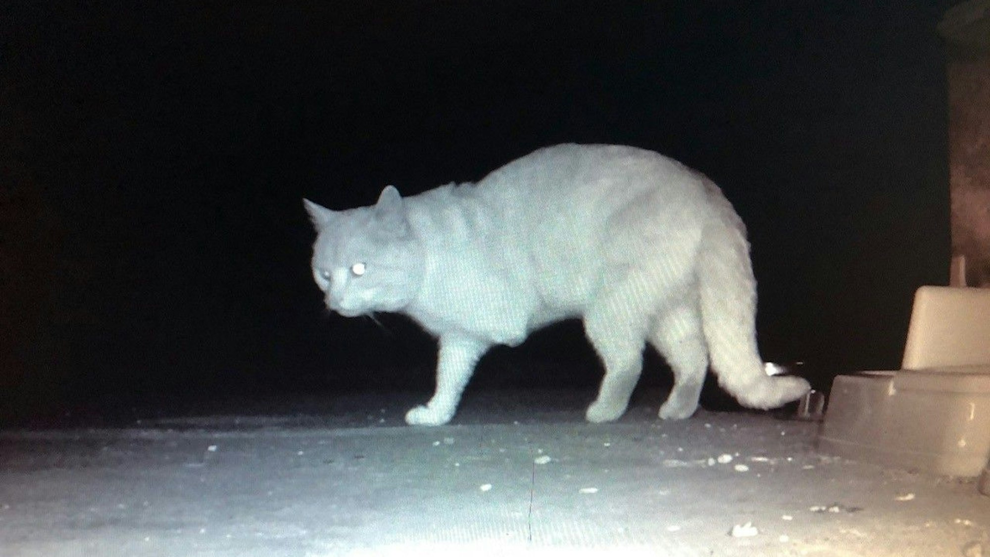 Einer Katze fehlt ein Vorderbein.