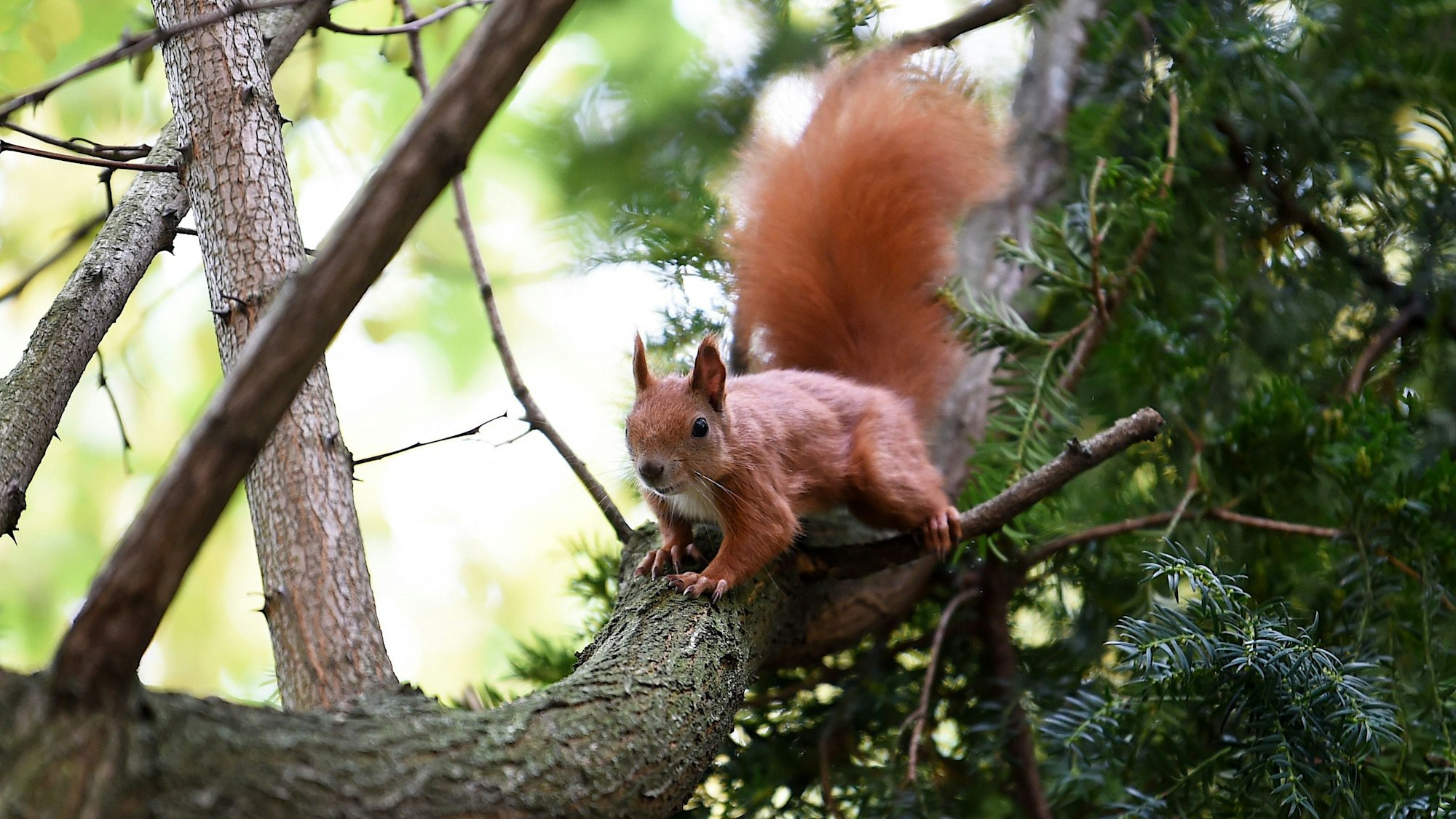 Ein Eichhörnchen sitzt auf einem Ast.