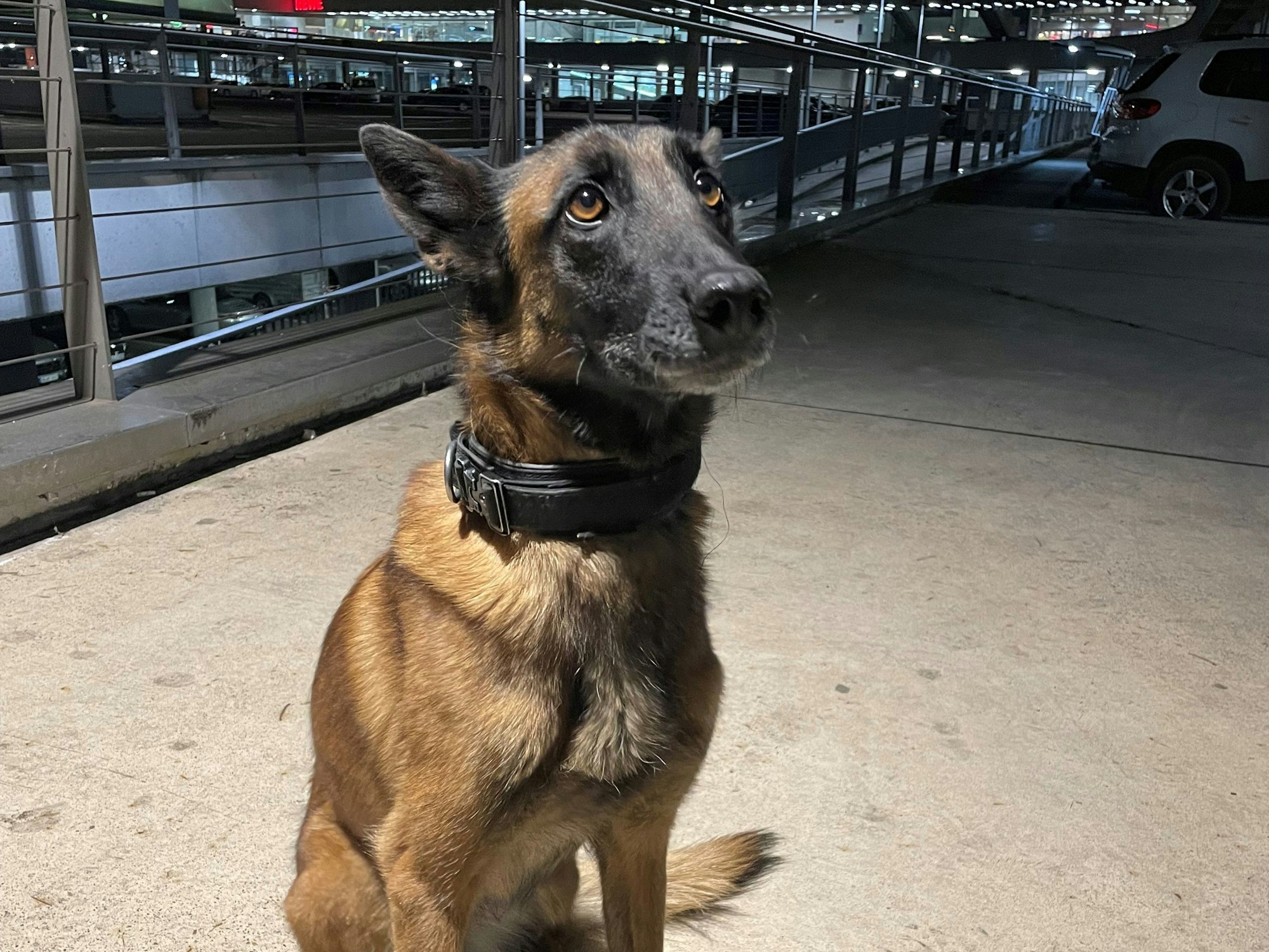 Die Zollhündin Abby am Flughafen Köln/Bonn.