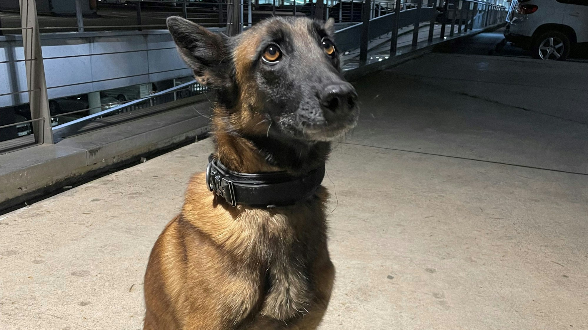 Die Zollhündin Abby am Flughafen Köln/Bonn.