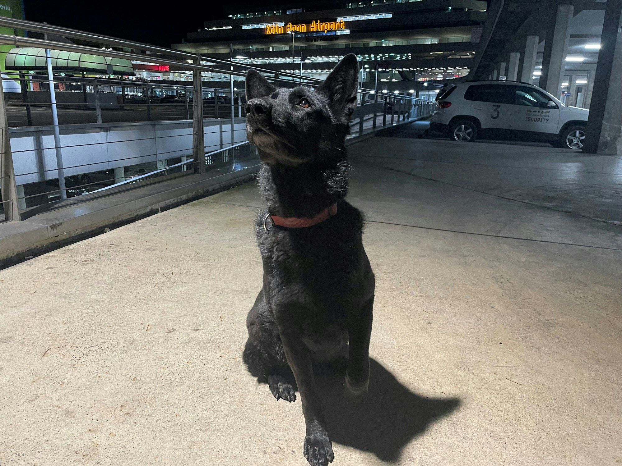 Zollhündin Paula sitzt am Flughafen Köln/Bonn.