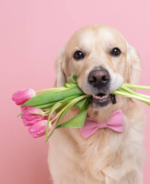 Ein Hund hält Tulpen in seinem Maul.