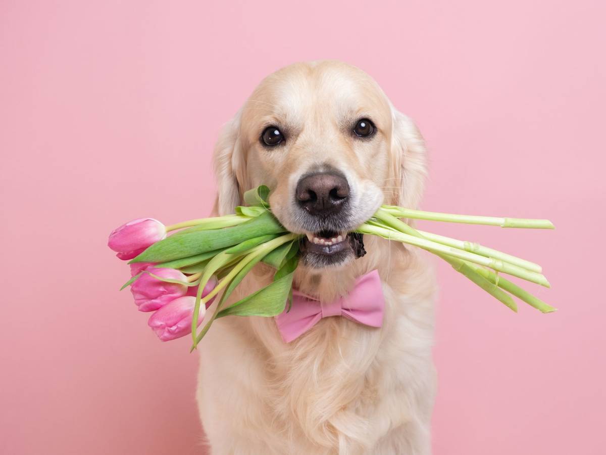 Ein Hund hält Tulpen in seinem Maul.