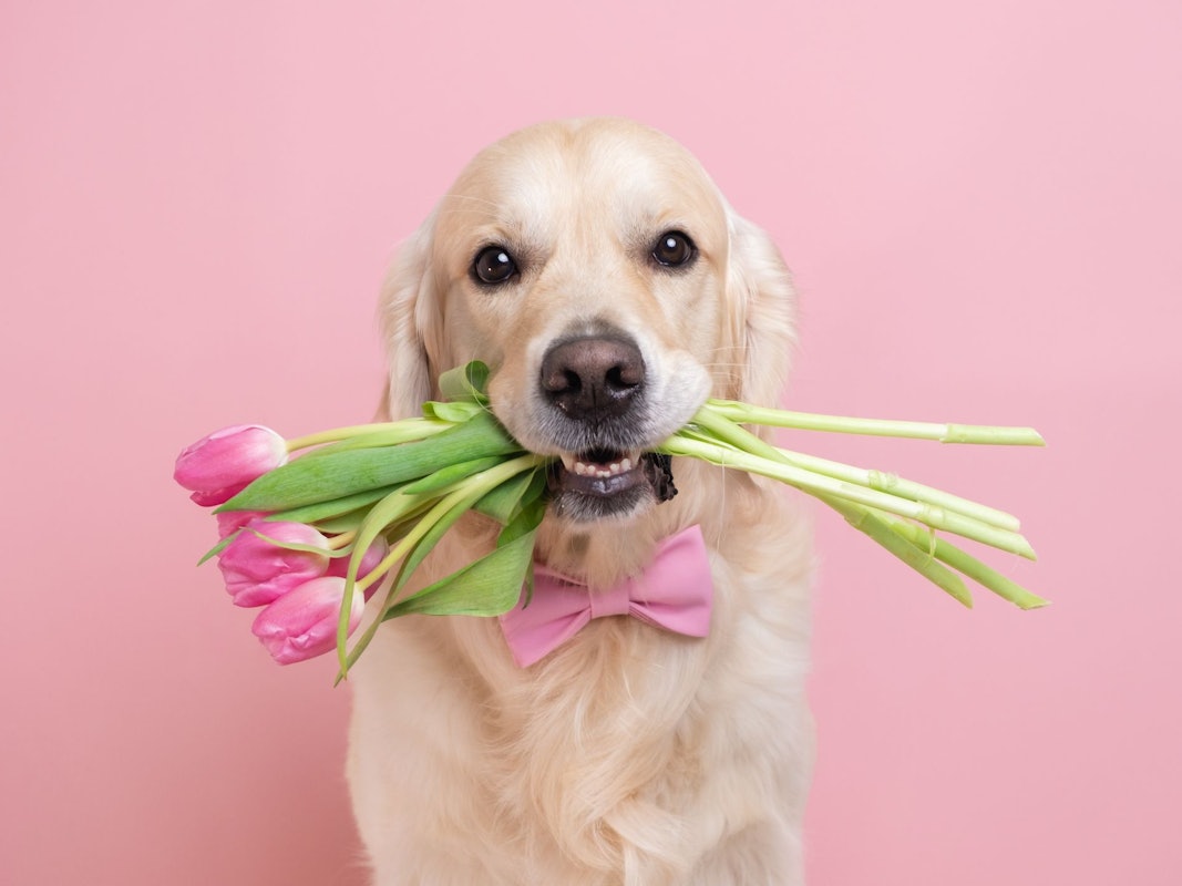 Ein Hund hält Tulpen in seinem Maul.