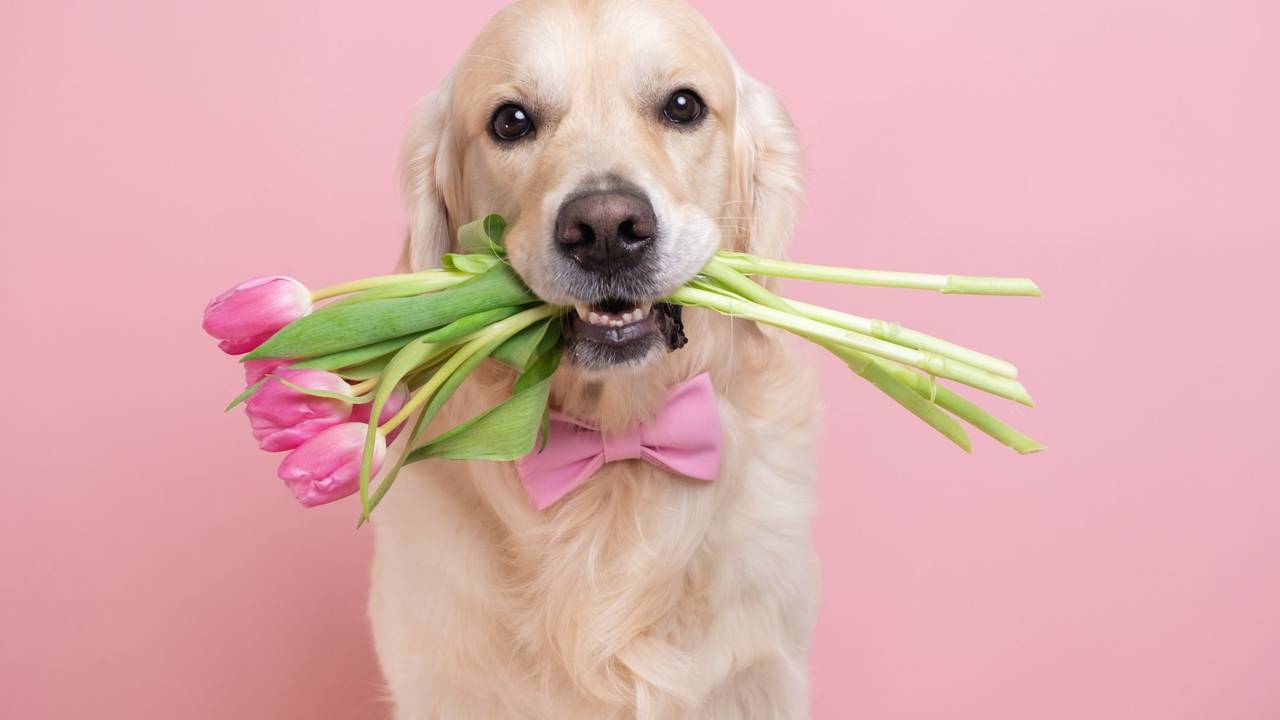 Ein Hund hält Tulpen in seinem Maul.