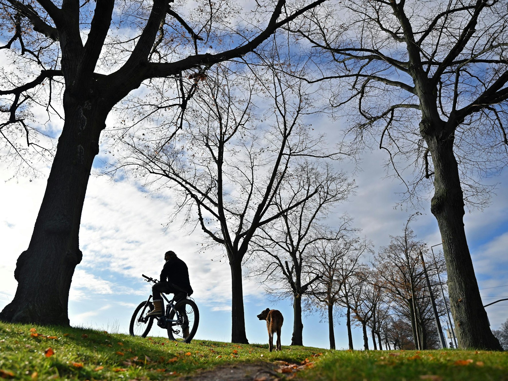 Ein Radfahrer steht mit seinem Hund am Stadtrand zwischen kahlen Bäumen.