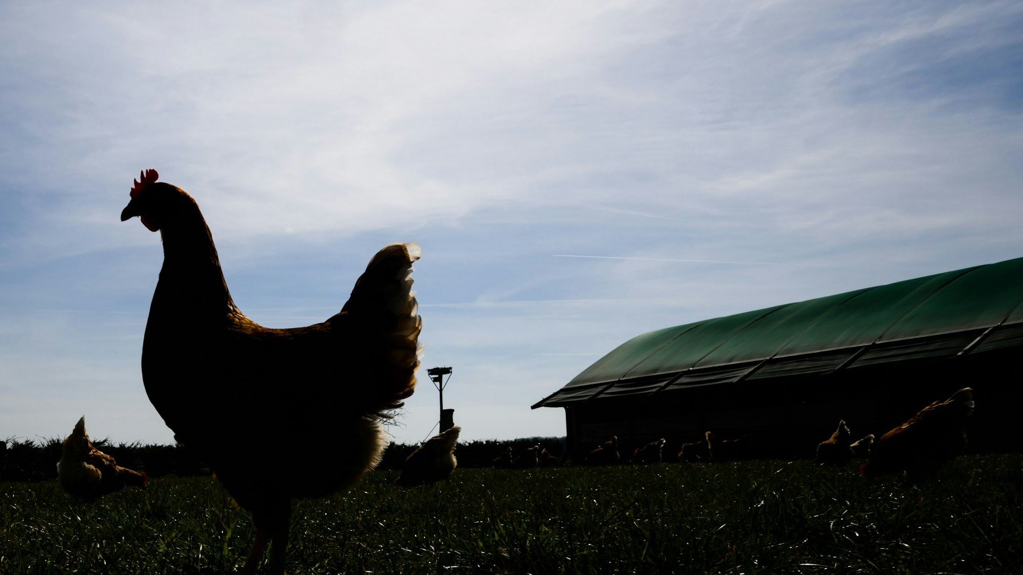 Das undatierte Symbolfoto zeigt einen Hahn auf der Wiese, hinter ihm sind blauer Himmel und ein Gebäude zu sehen.