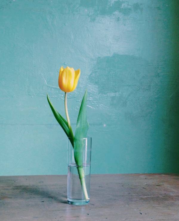 Eine gelbe Tulpe in einer Vase.