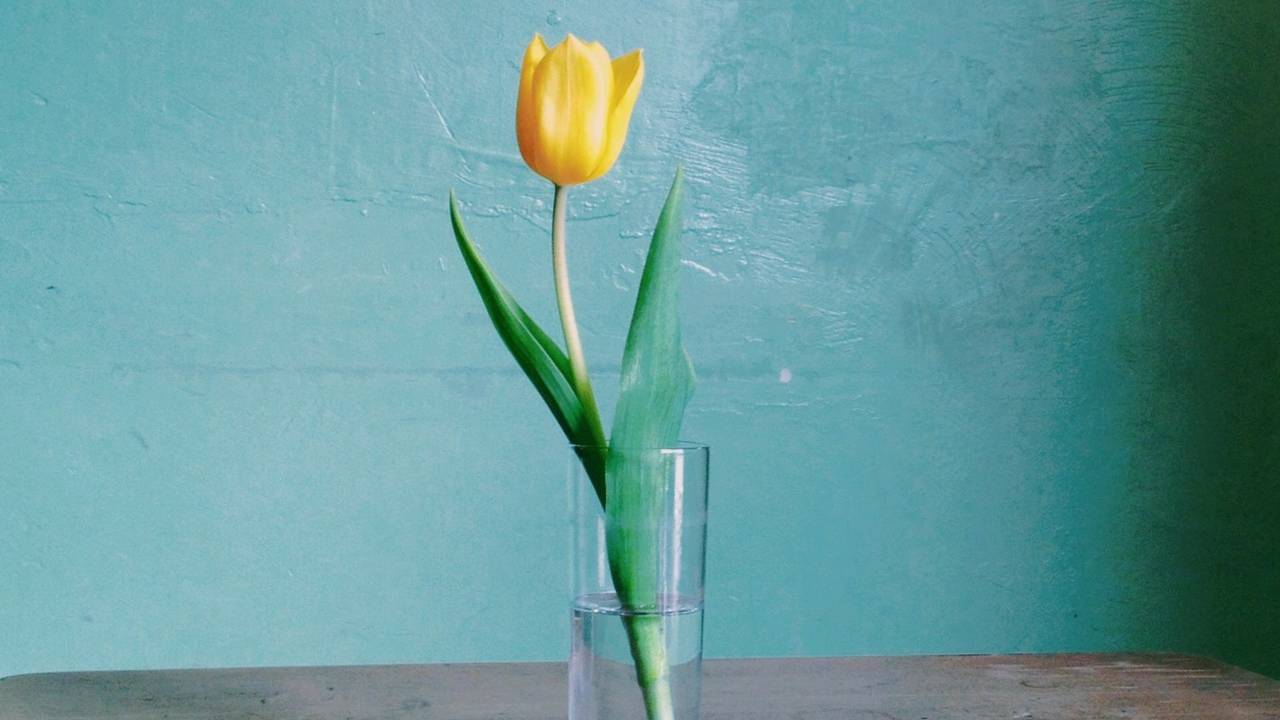 Eine gelbe Tulpe in einer Vase.