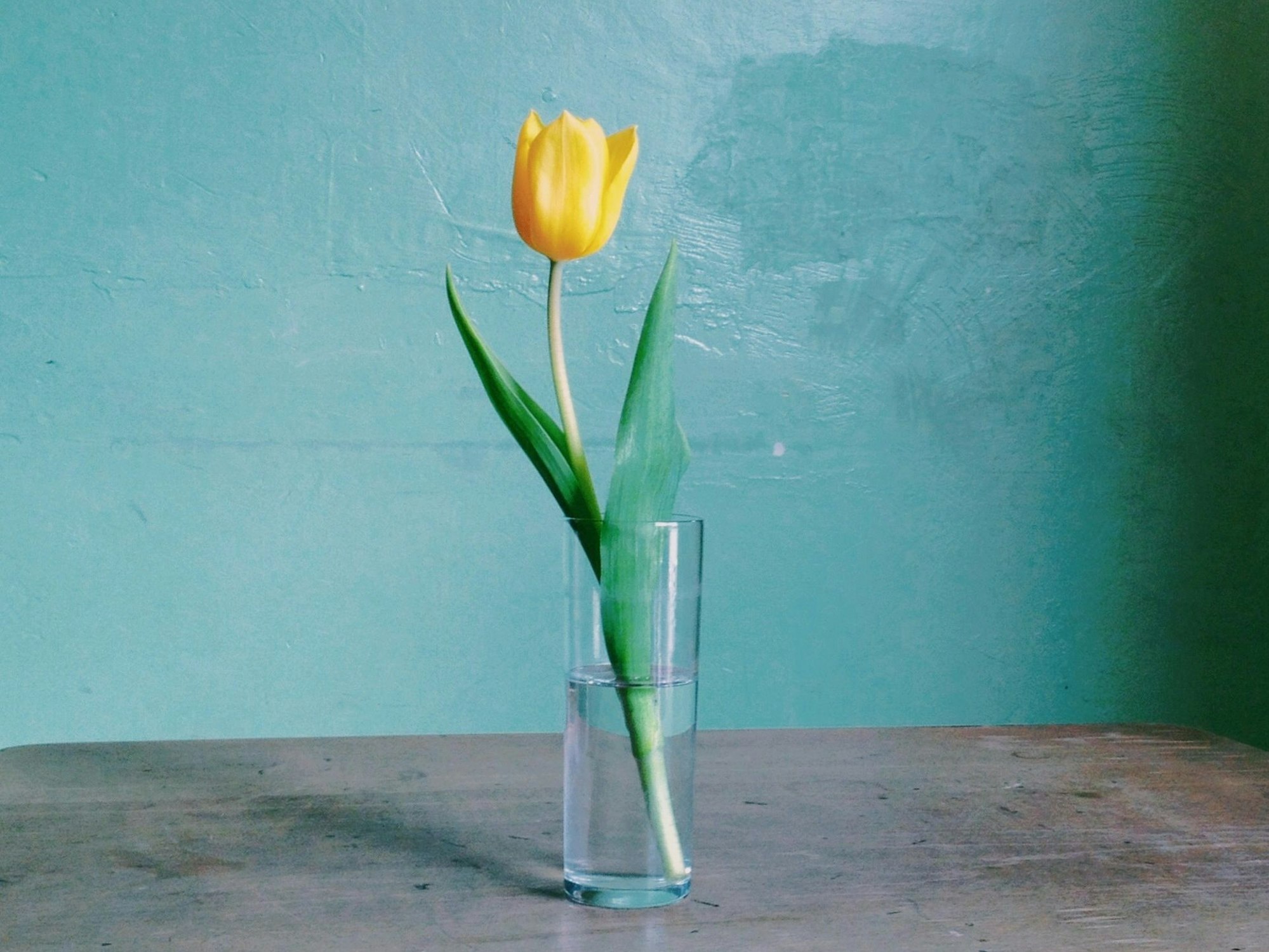 Eine gelbe Tulpe in einer Vase.