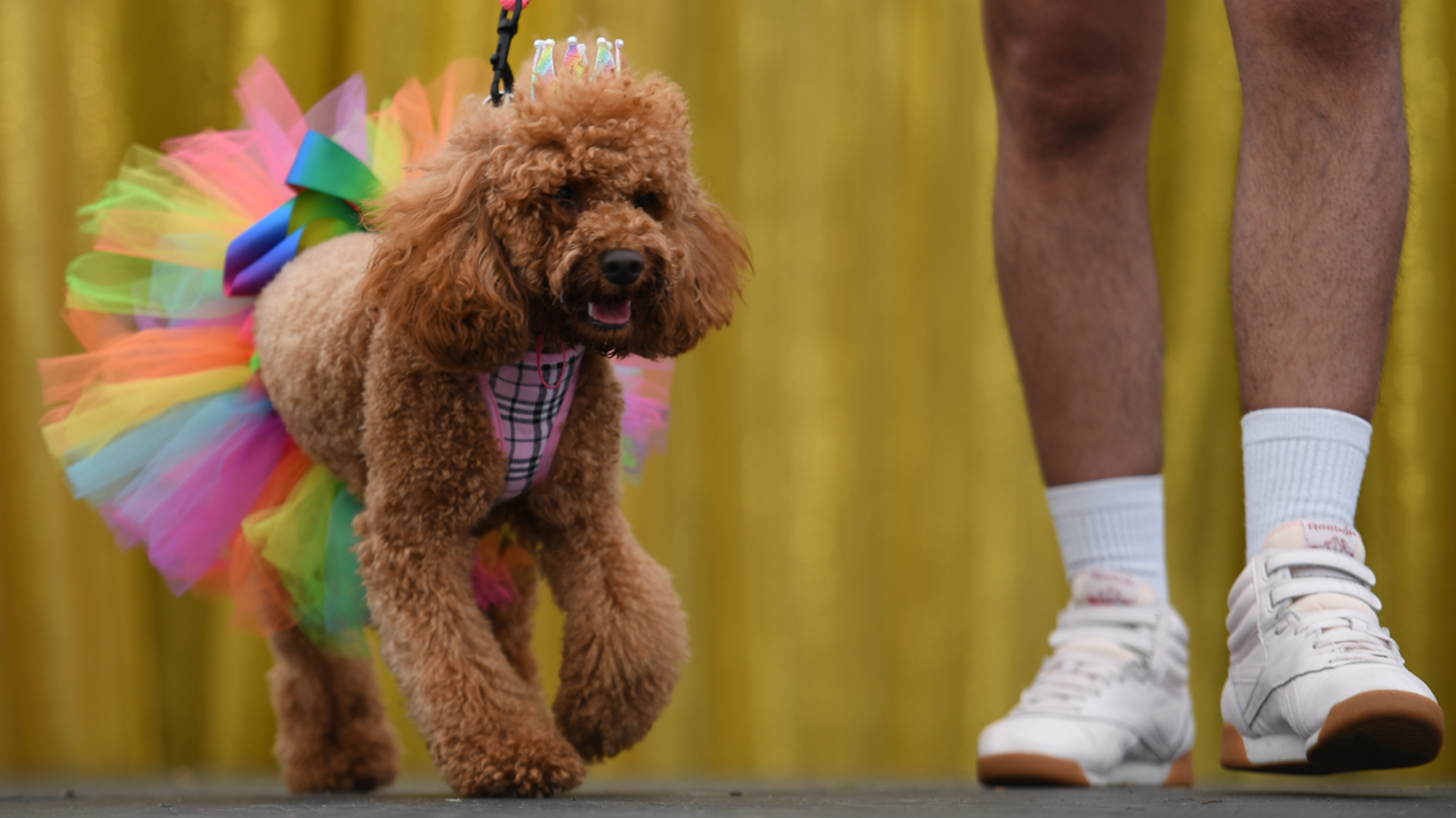 Ein Pudel in einem bunten Tüllrock läuft bei der „Doggywood Pageant“ über den Laufsteg.