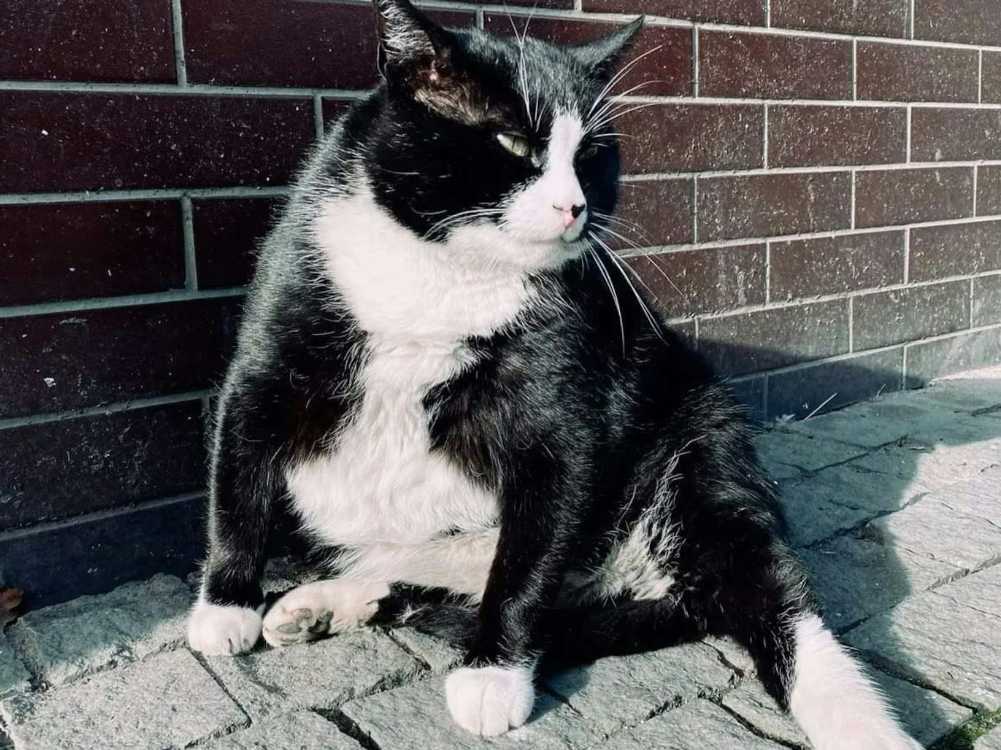 Auf einem Instagram-Foto sitzt Kater Gacek in Polen auf der Straße.