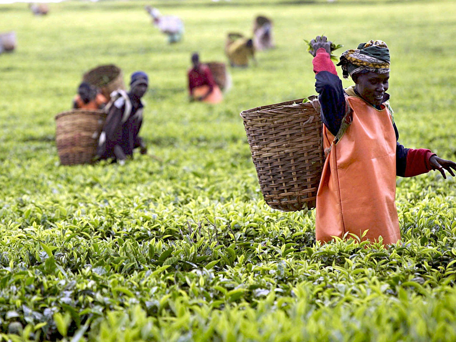 Arbeiter und Arbeiterinnen ernten Tee auf einer Teeplantage in Kenia.