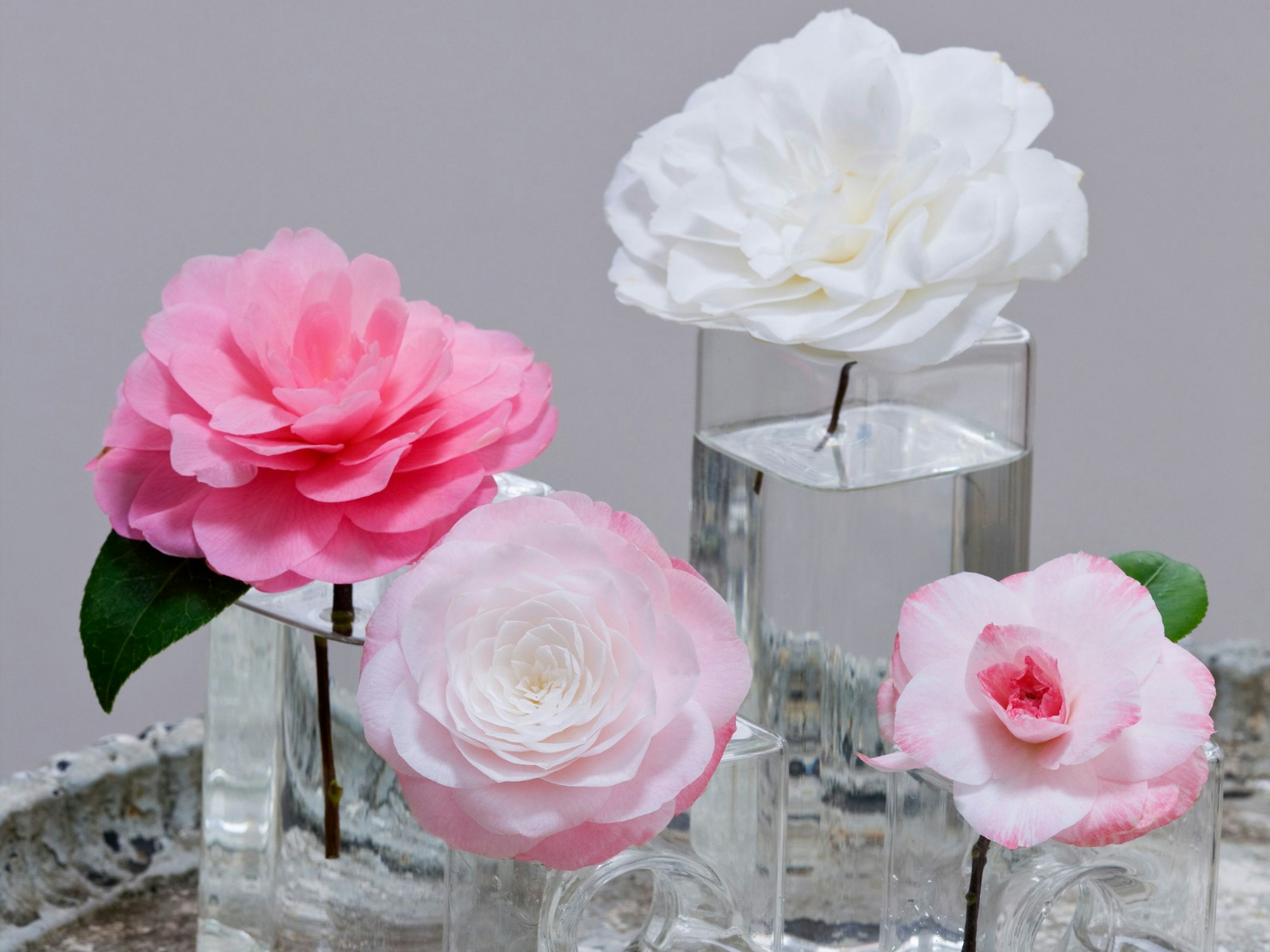 Verschiedene Kamelienblüten in Glasväschen