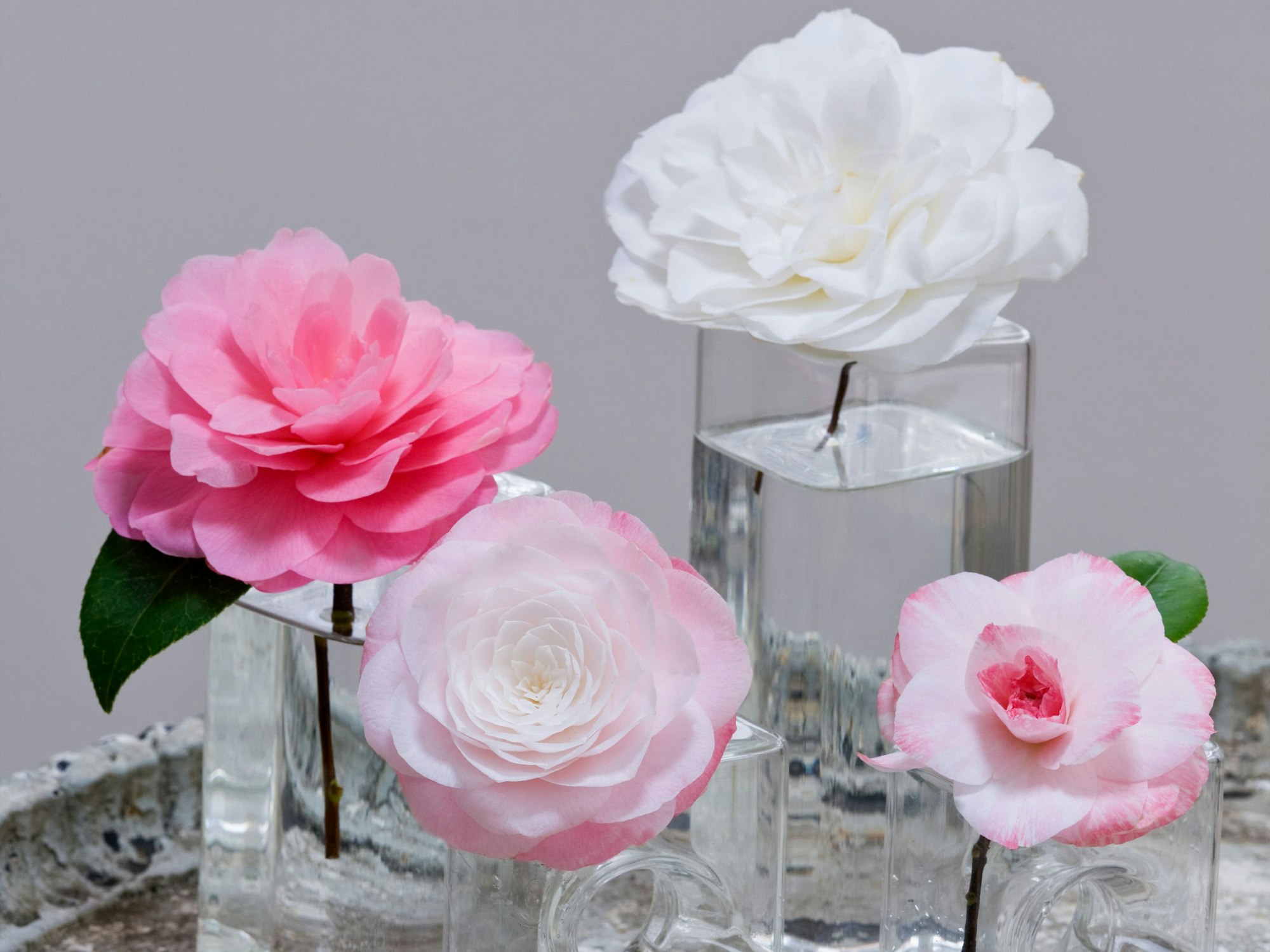 Verschiedene Kamelienblüten in Glasväschen