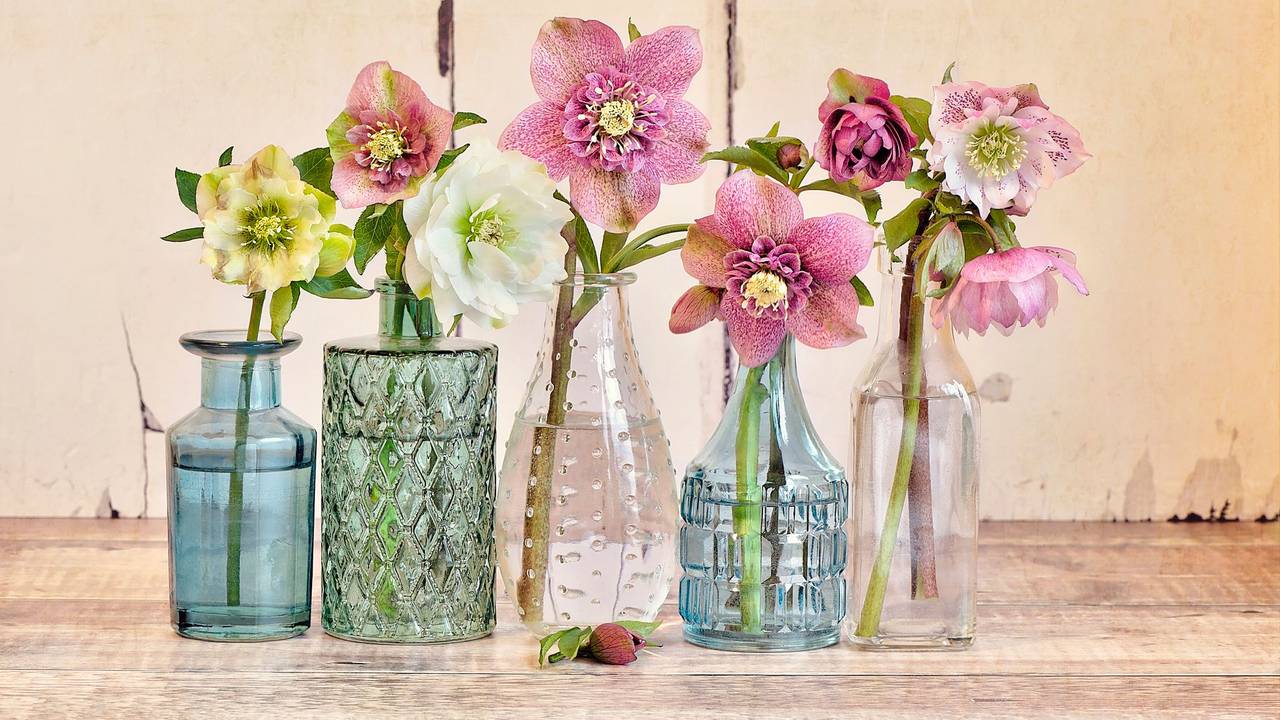 Blüten von Lenzrosen