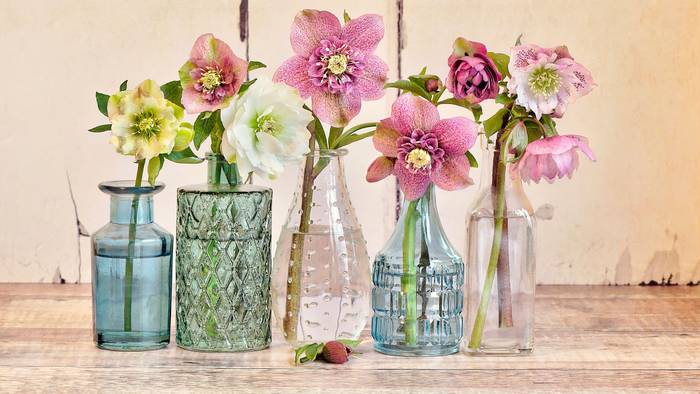 Blüten von Lenzrosen