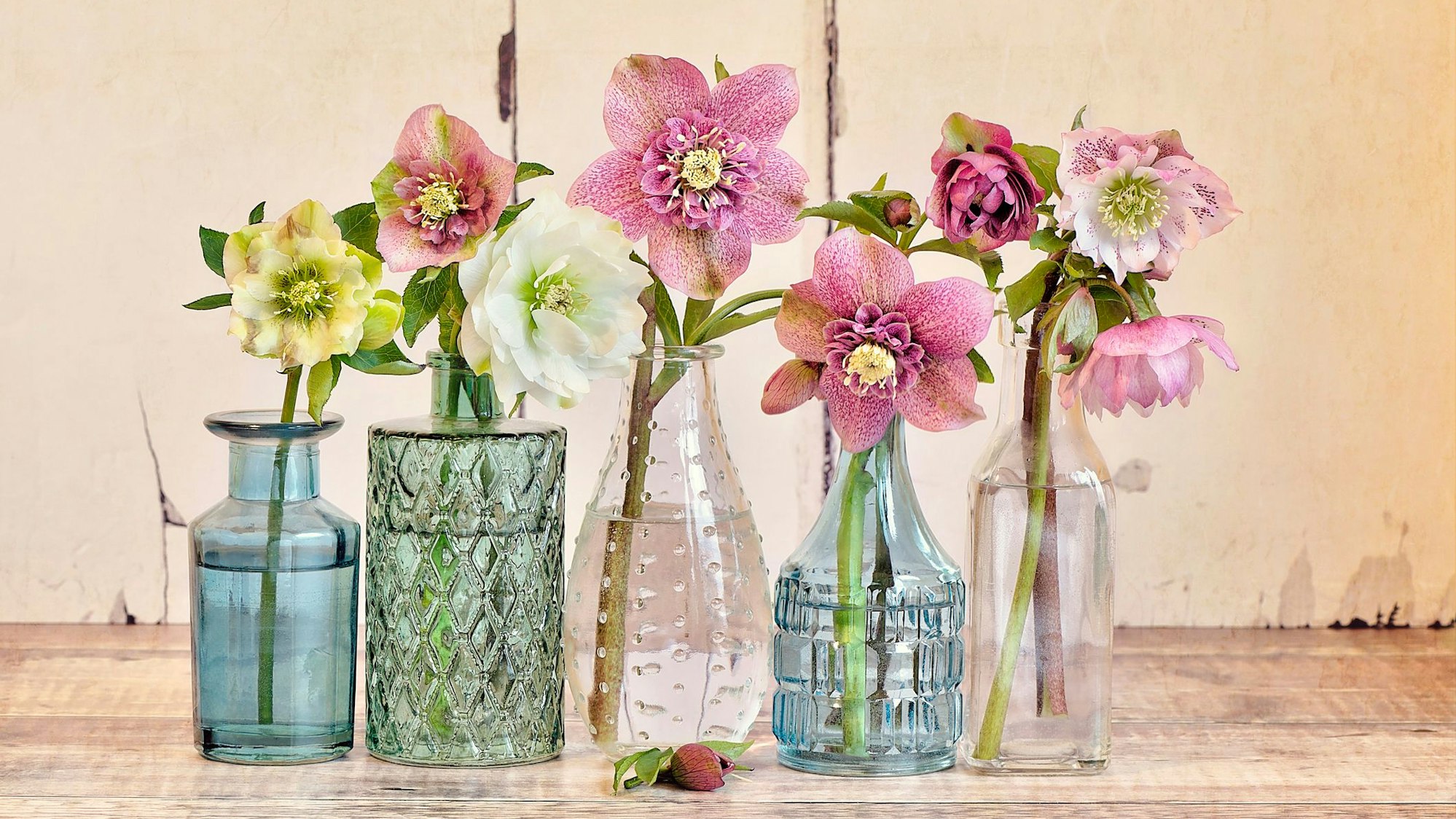 Blüten von Lenzrosen