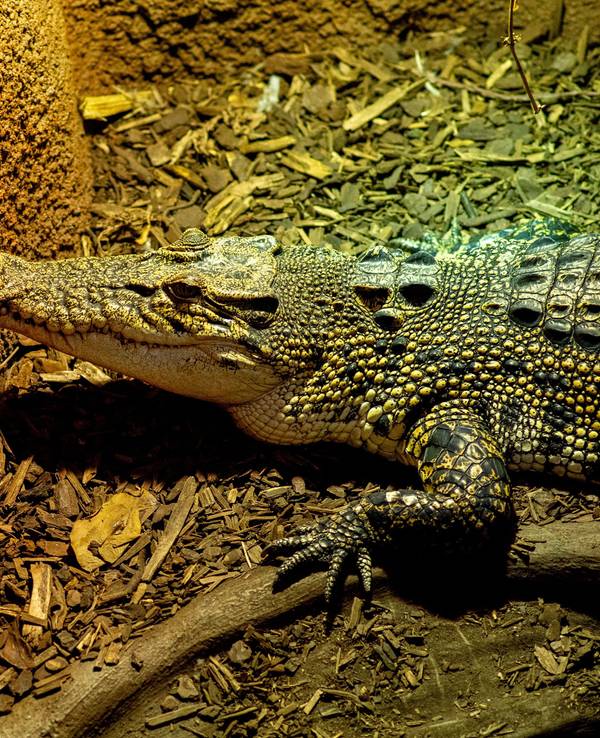 Das Symbolfoto zeigt ein Krokodil, das auf gehäckseltem Holz liegt.