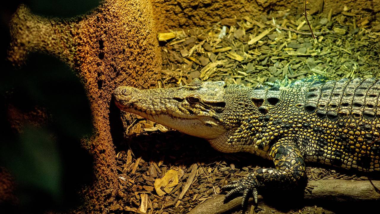 Das Symbolfoto zeigt ein Krokodil, das auf gehäckseltem Holz liegt.