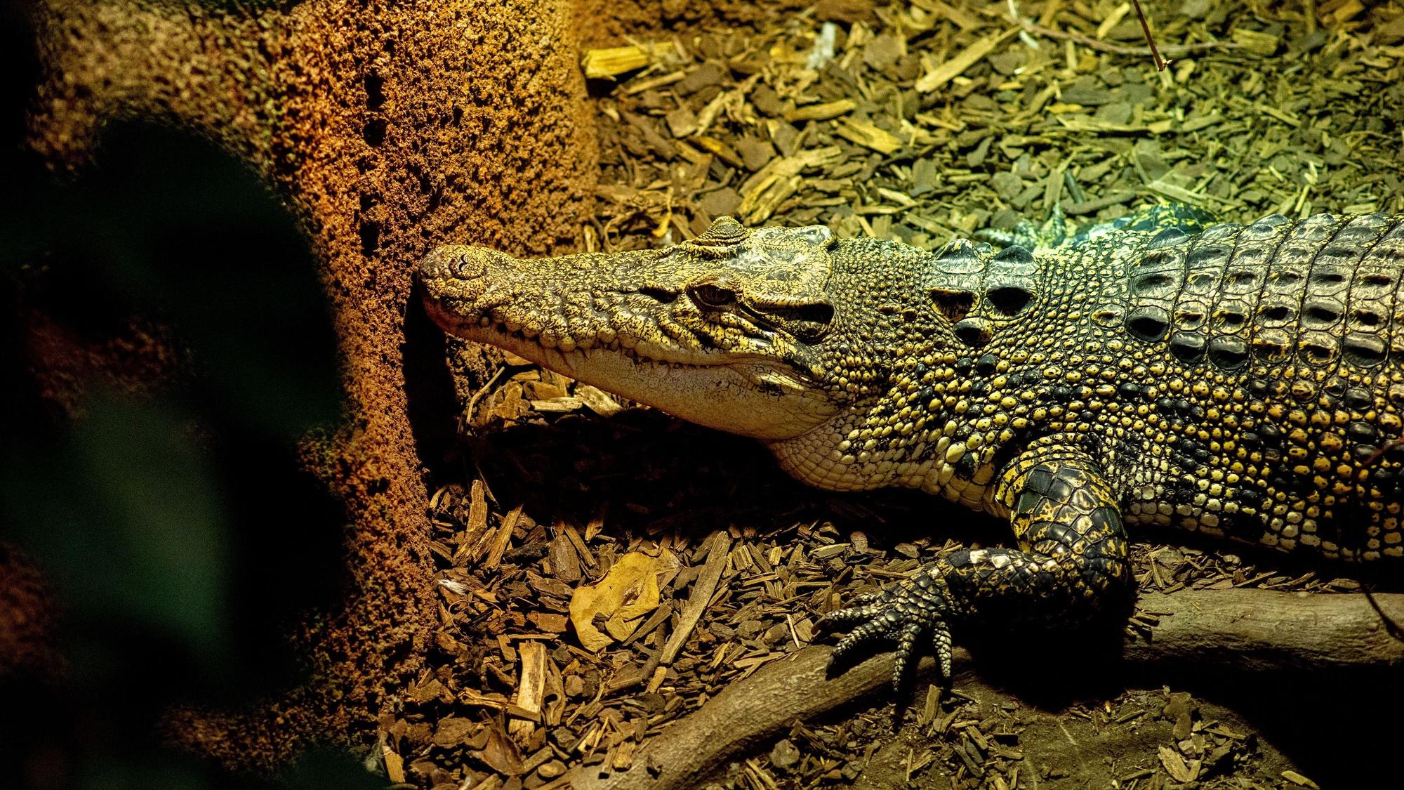Das Symbolfoto zeigt ein Krokodil, das auf gehäckseltem Holz liegt.