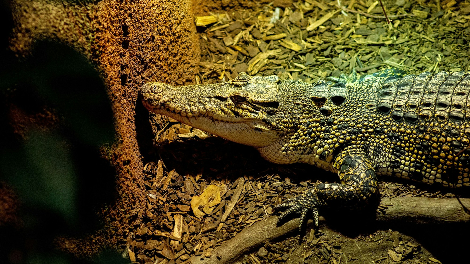 Das Symbolfoto zeigt ein Krokodil, das auf gehäckseltem Holz liegt.