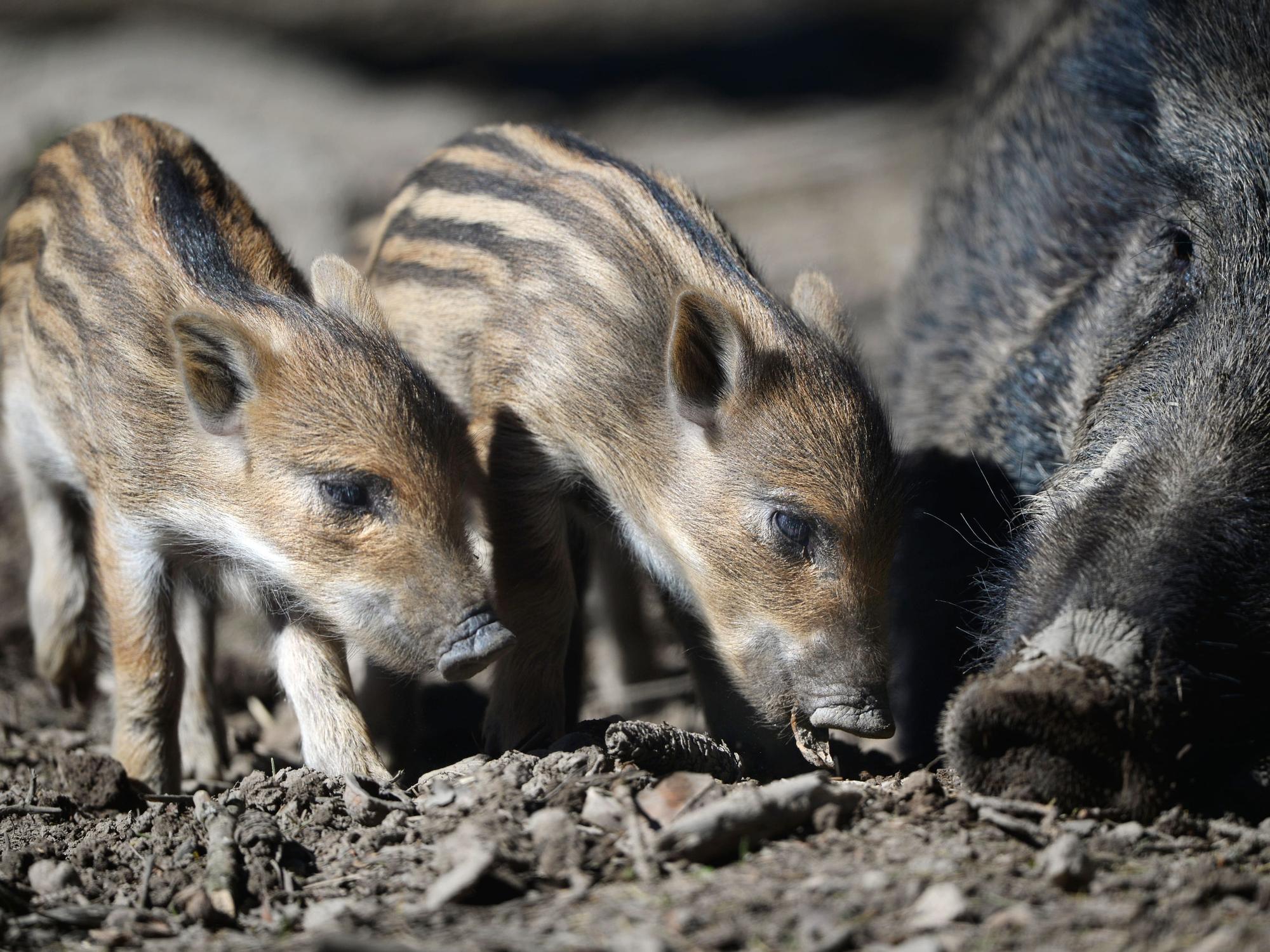 Zwei wenige Tage alte Frischlinge suchen am April 2015 bei Ravensburg (Baden-Württemberg) in einem Wildpark die Nähe der Bache.