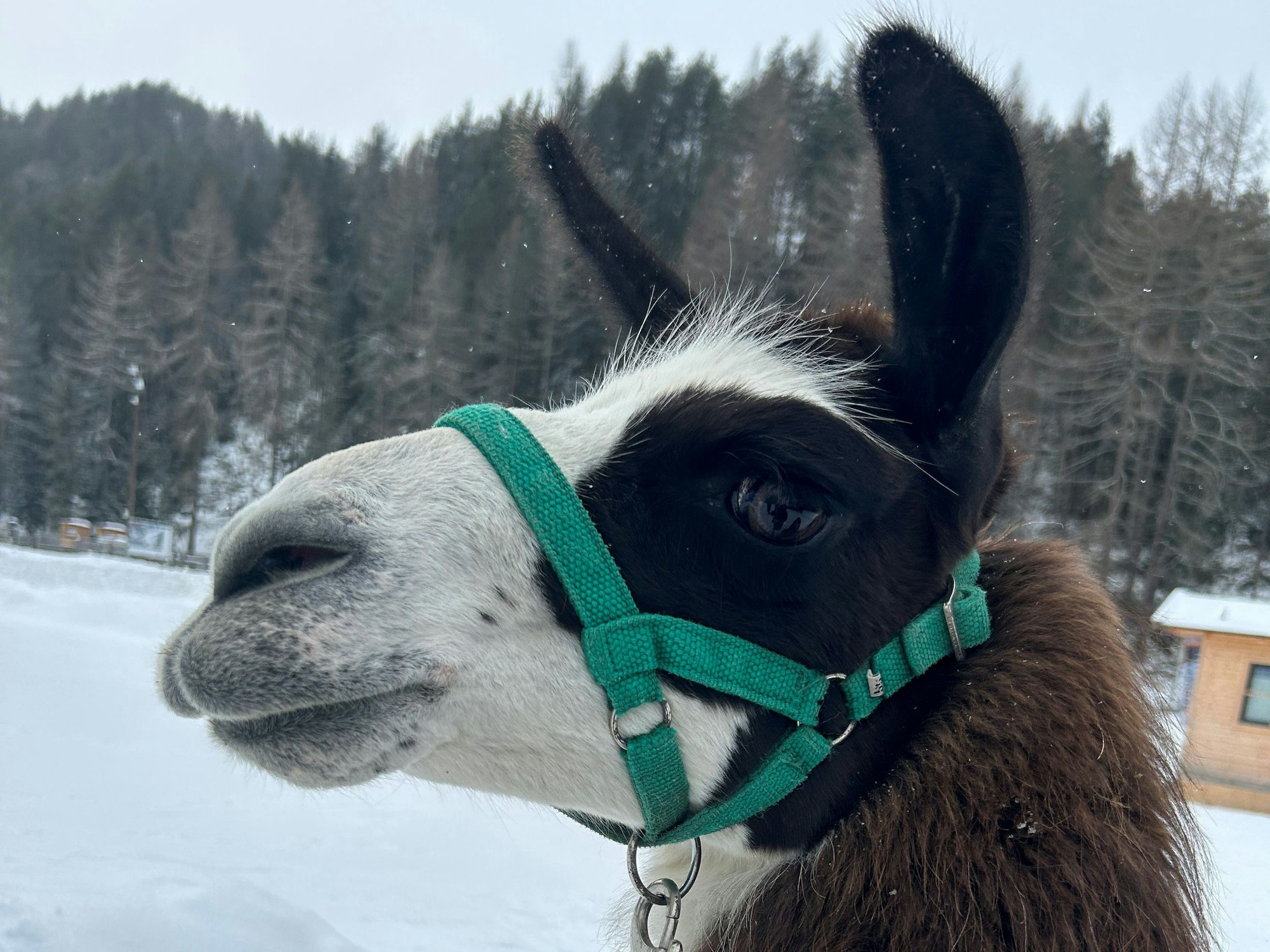 Wandern mit Lamas und Alpakas bei Ötztal Lama in Niederthai 
Lama Sandro