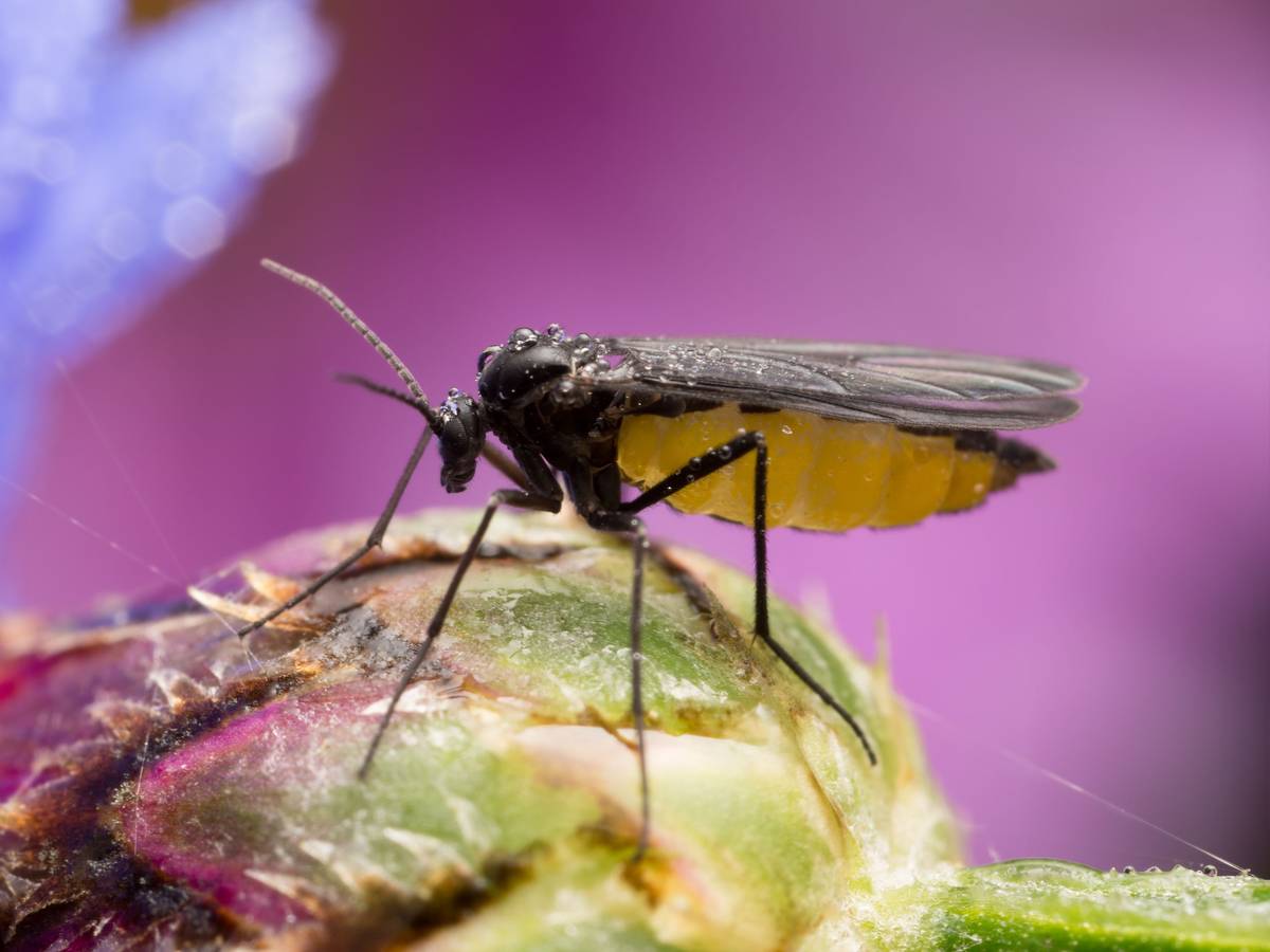 Trauermücken bekämpfen: Das geht am besten mit einer Reihe von Hausmitteln, Gelbtafeln und Nematoden.