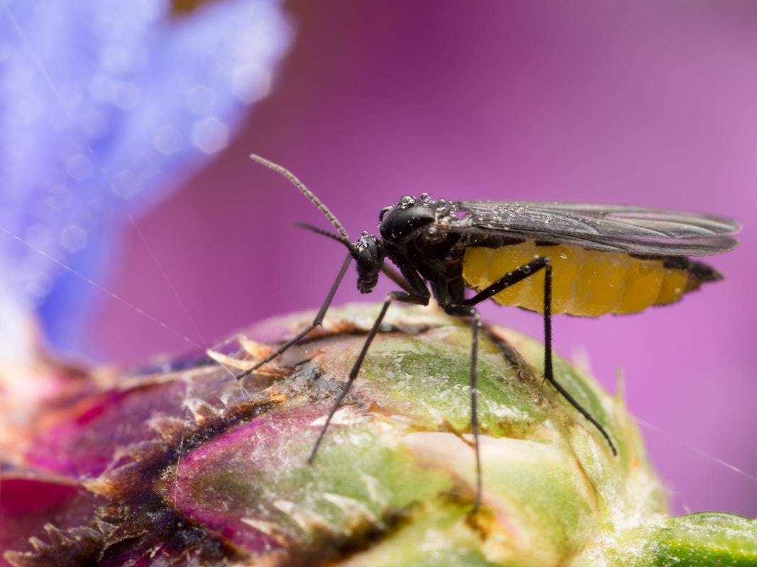 Trauermücken bekämpfen: Das geht am besten mit einer Reihe von Hausmitteln, Gelbtafeln und Nematoden.