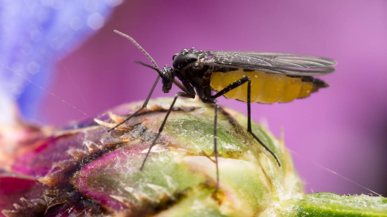 Trauermücken bekämpfen: Das geht am besten mit einer Reihe von Hausmitteln, Gelbtafeln und Nematoden.