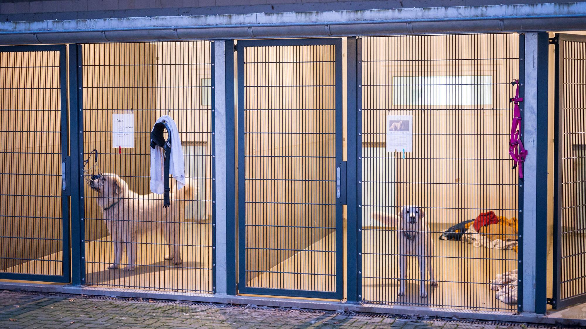 Zwei Hund warten im Tierheim in ihren Boxen.