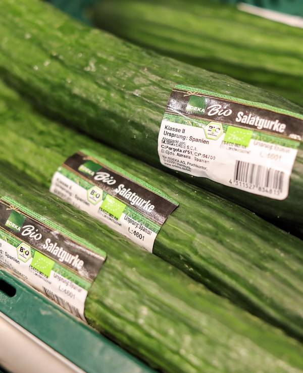 Der Preis für Gurken und anderes Gemüse ist in den vergangenen Wochen extrem gestiegen. Unser Archivbild (2019) zeigt Bio-Salatgurken in der Gemüseabteilung eines Supermarkts.