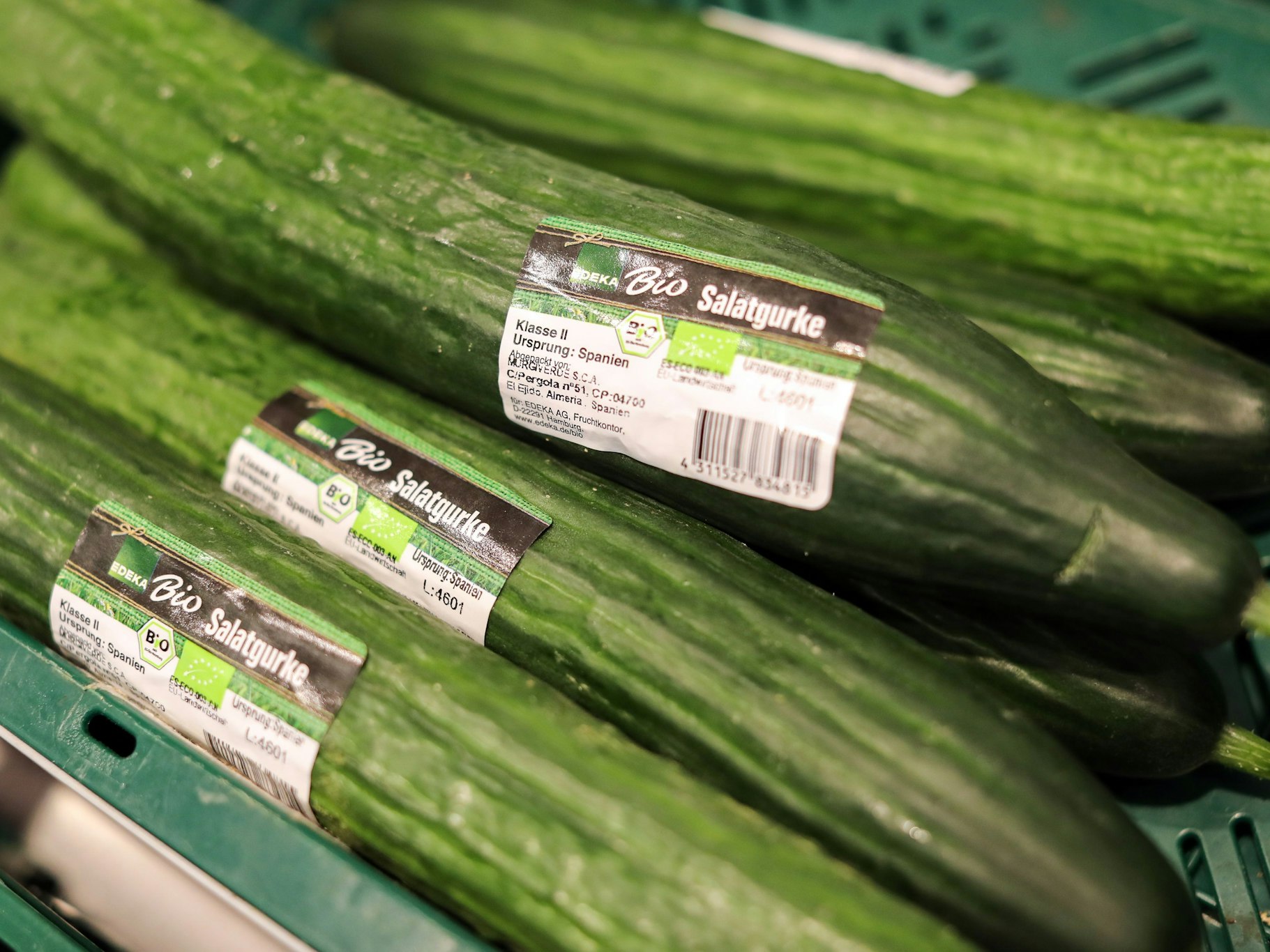 Der Schriftzug „Bio Salatgurke“ steht auf Gurken in der Obst- und Gemüseabteilung in einem Edeka-Supermarkt.