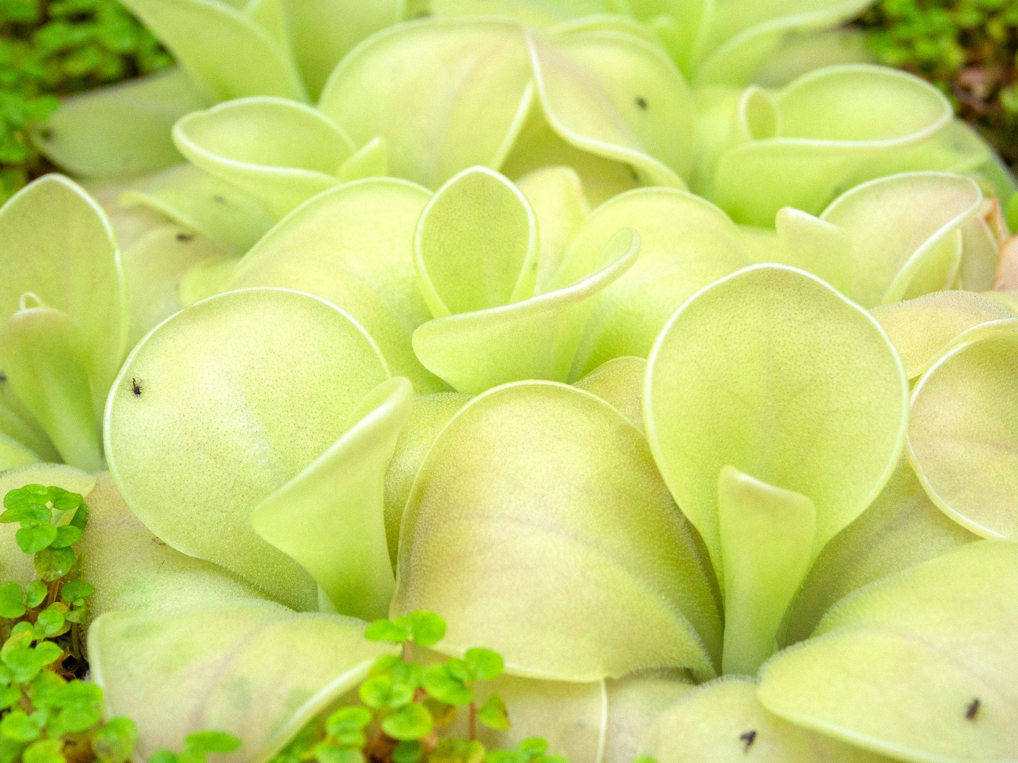 Nahaufnahme vom Fettkraut, auf dem tote Trauermücken liegen.