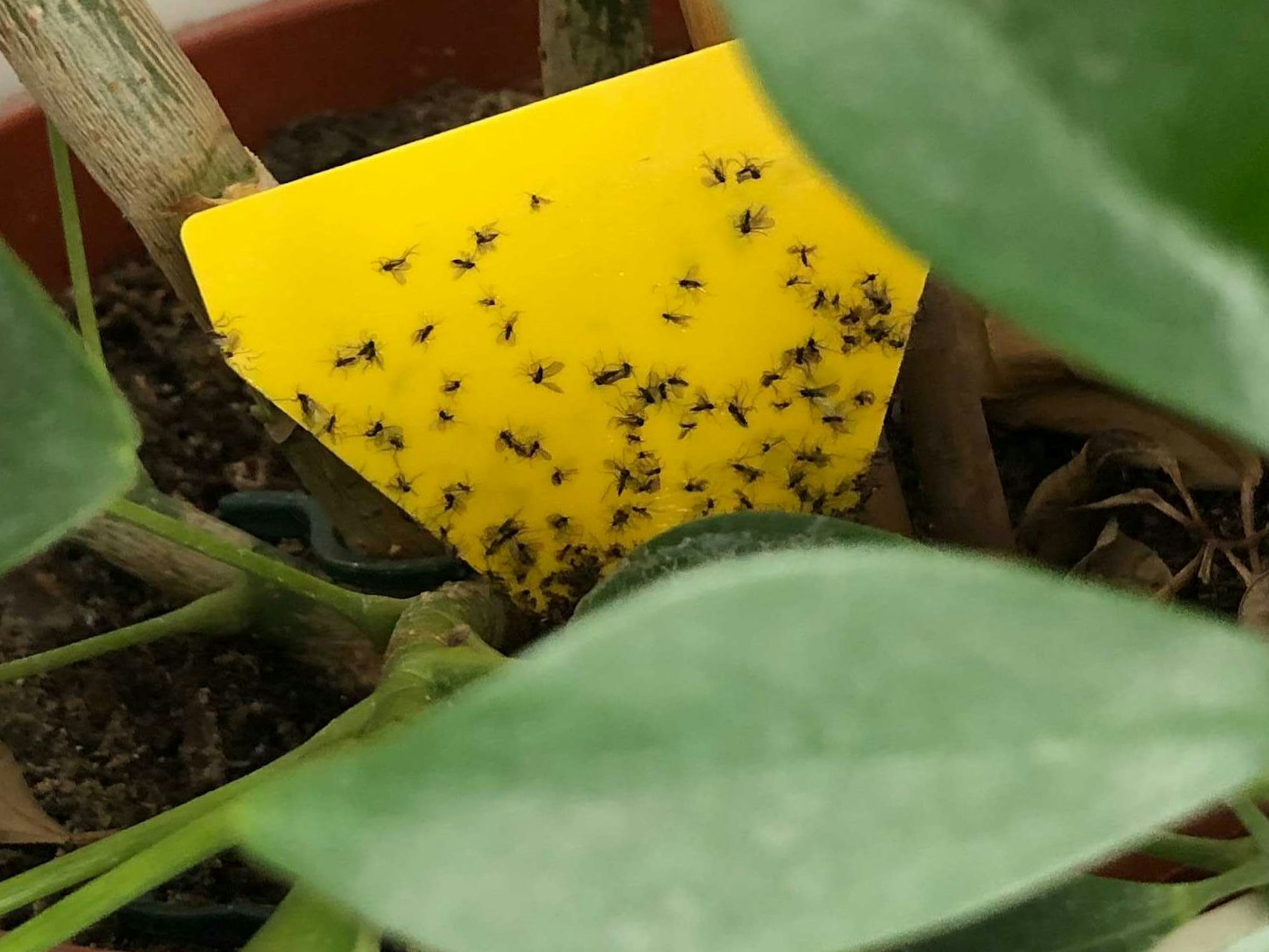 Trauermücken bekämpfen: Gelbsticker oder Gelbtafeln eignen sich hervorragend dazu, die fiesen Mücken unschädlich zu machen.