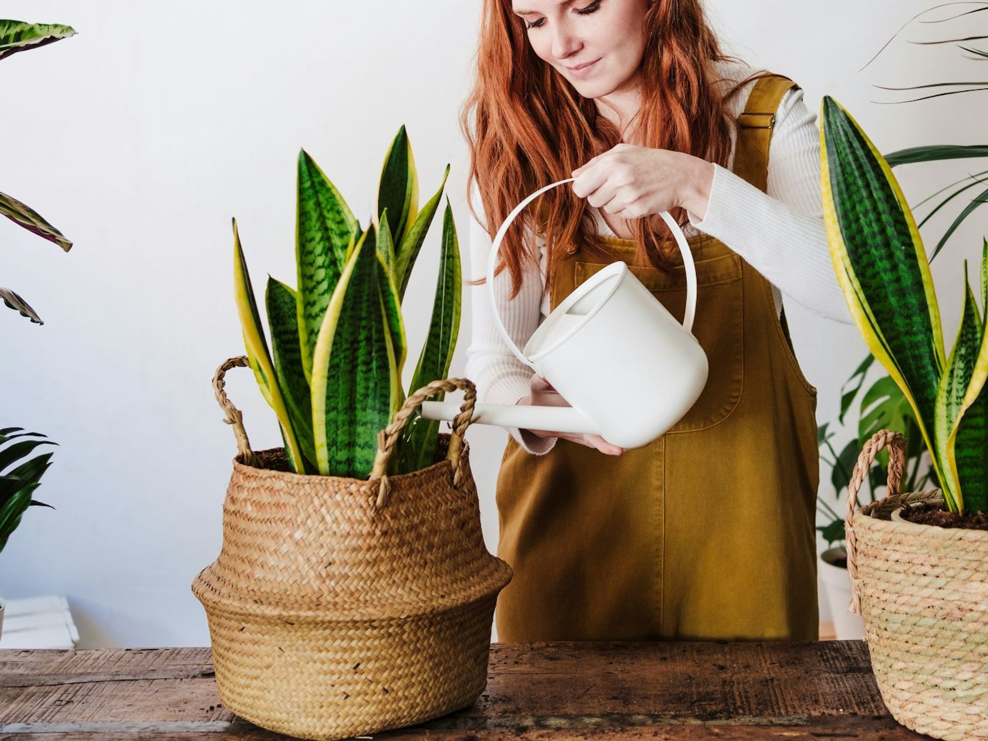 Trauermücken bekämpfen: Eine junge Frau gießt ihre Sansevieria (Bogenhanf) mit speziellen Bakterien.