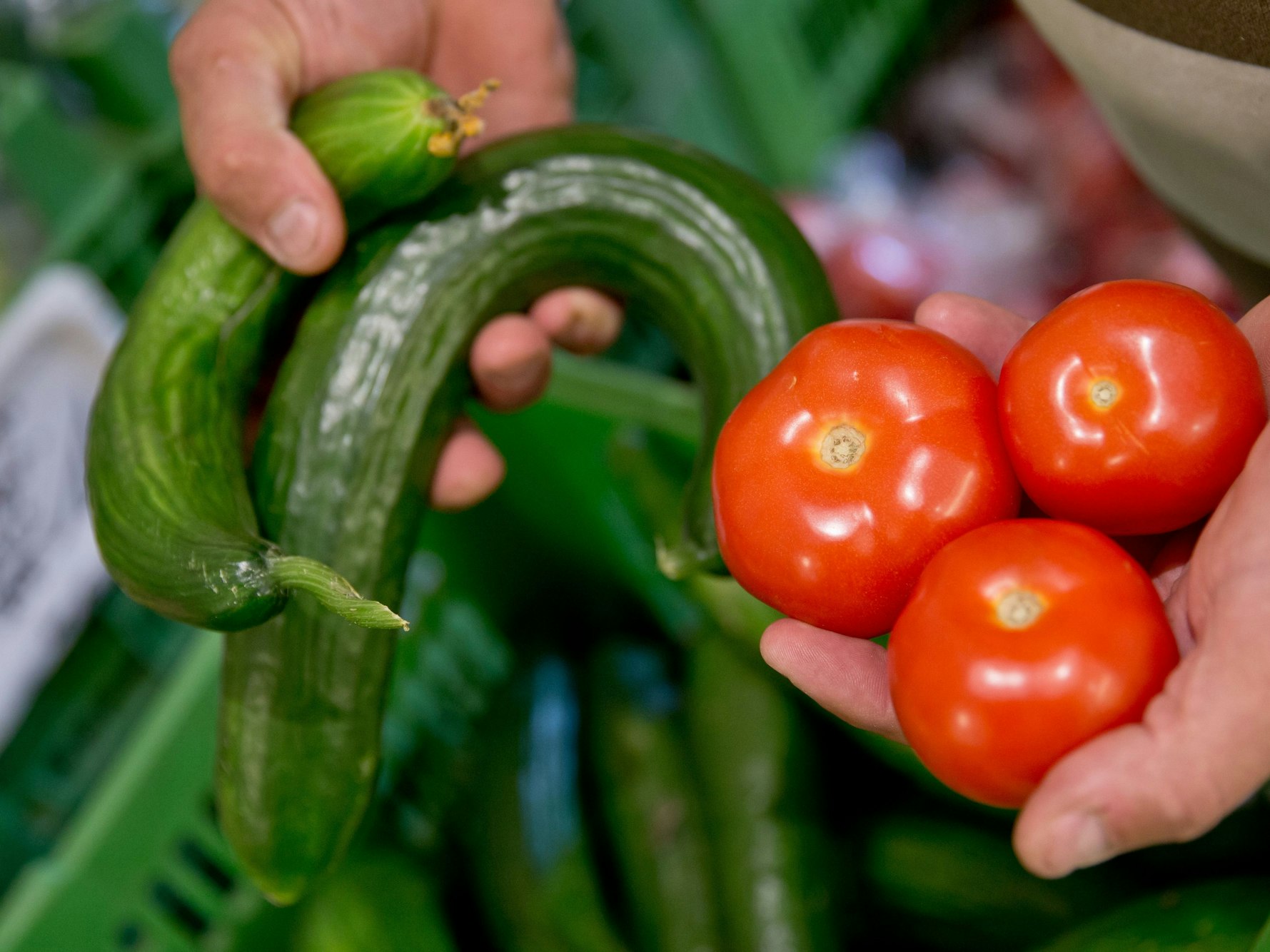 Eine Person, hier im Juni 2015, hält Gurken und Tomaten in der Hand. Die Preise für Gemüse explodieren gerade. Doch die Preissteigerungen haben einen bestimmten Grund.