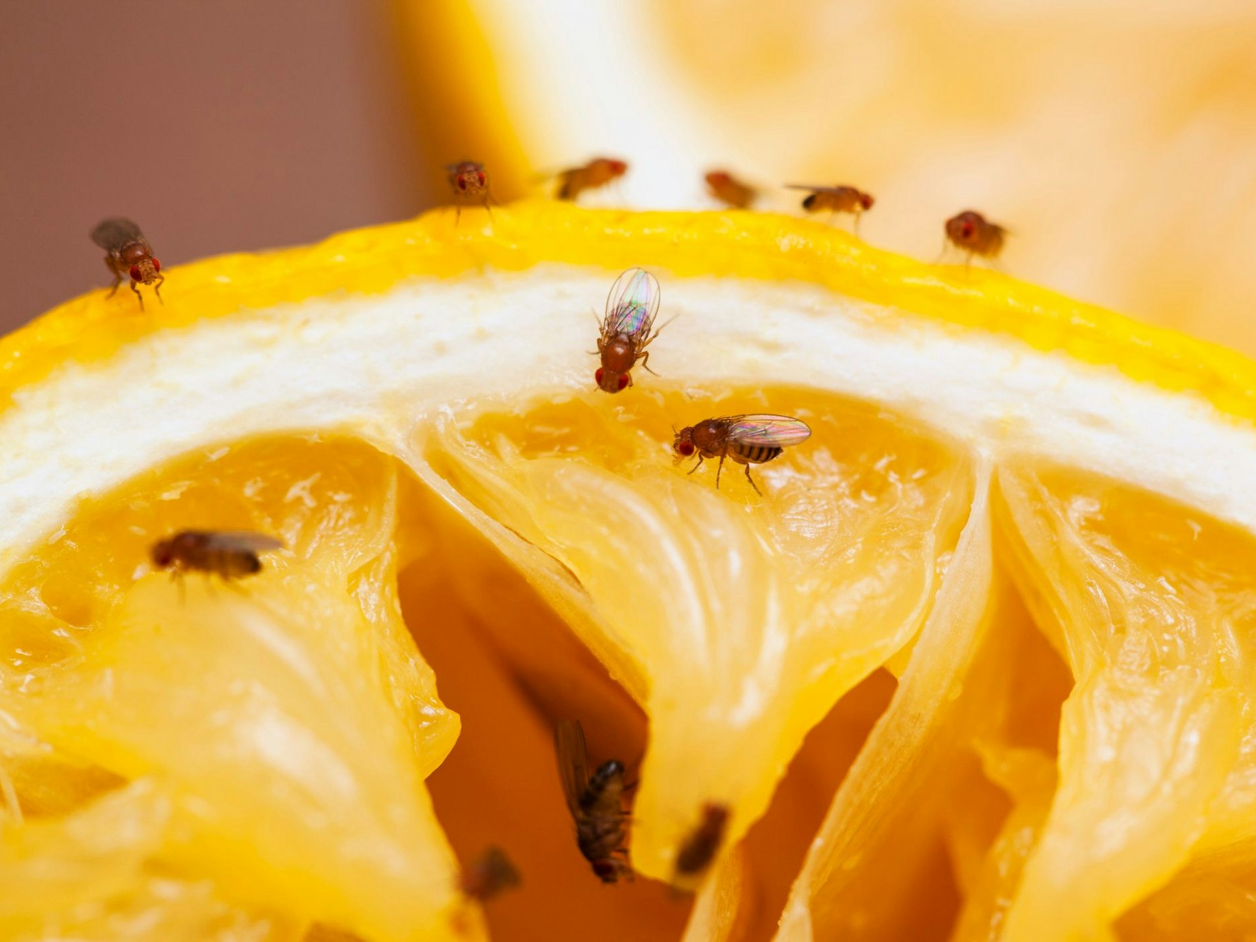 Fruchtfliegen auf Zitronenscheibe.
