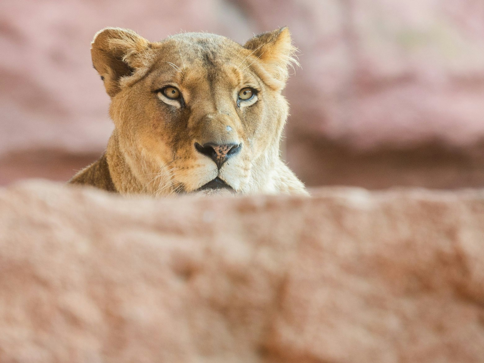 Eine Löwin verweilt in ihrem Gehege im Zoo Hannover.