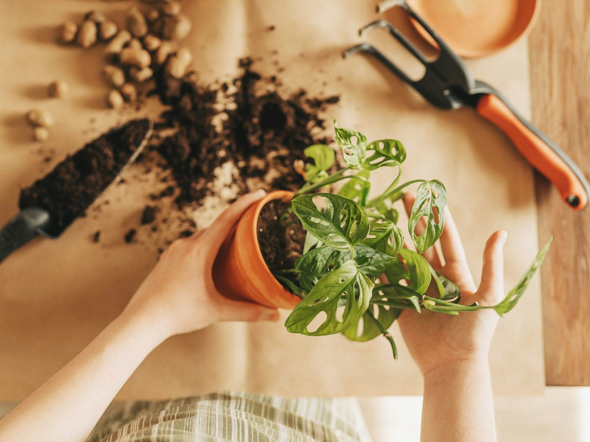 Trauermücken bekämpfen: Eine Maßnahme ist das Umtopfen der befallenen Pflanze.