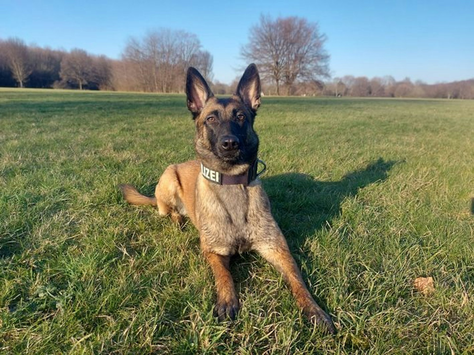 Diensthund Miss Moneypenny liegt im Gras.