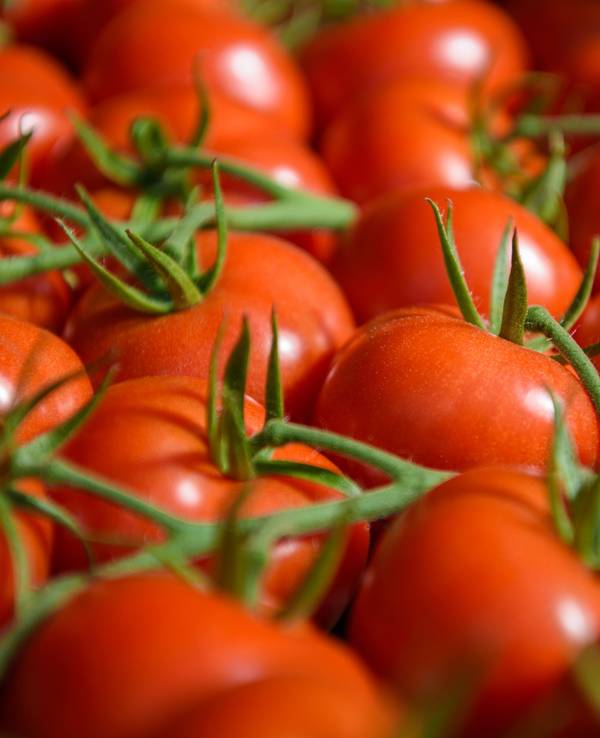 Erntereife Tomaten liegen in einem der bis zu 300 Meter langen Gewächshäuser des Gemüsebaubetriebes „Scherzer und Boss“. Symbolfoto vom 08.05.2018.