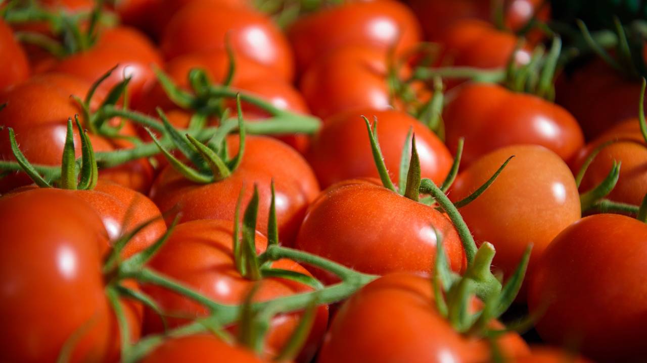 Erntereife Tomaten liegen in einem der bis zu 300 Meter langen Gewächshäuser des Gemüsebaubetriebes „Scherzer und Boss“. Symbolfoto vom 08.05.2018.