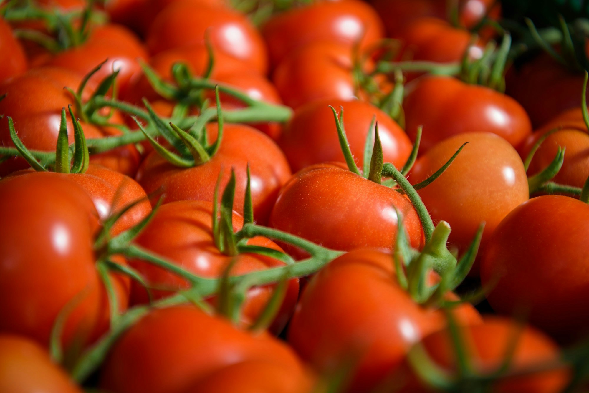 Erntereife Tomaten liegen in einem der bis zu 300 Meter langen Gewächshäuser des Gemüsebaubetriebes „Scherzer und Boss“. Symbolfoto vom 08.05.2018.