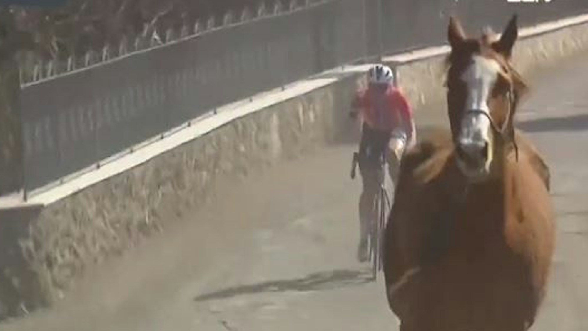 Ein Pferd verirrte sich auf die Strecke beim Radrennen Strade Bianche der Frauen.