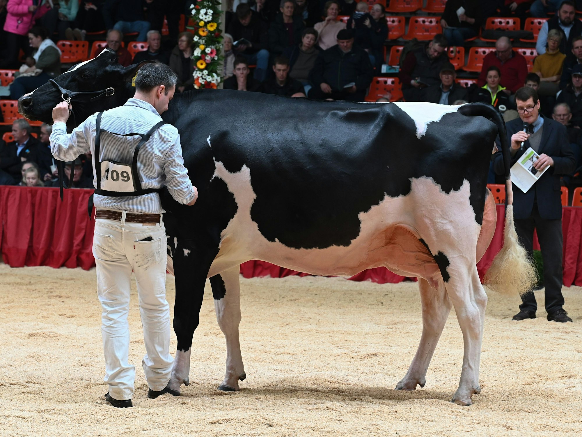 Die schwarz-bunte Milchkuh ZR Indian von Landwirt Thomas Rhodemann aus Berumerfehn bei der Bewertung durch einen Preisrichter. ZR Indian ist die neue „Miss Ostfriesland“ unter den Kühen.