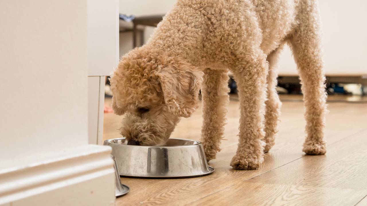 Ein Hund frisst aus einem Hundenapf.
