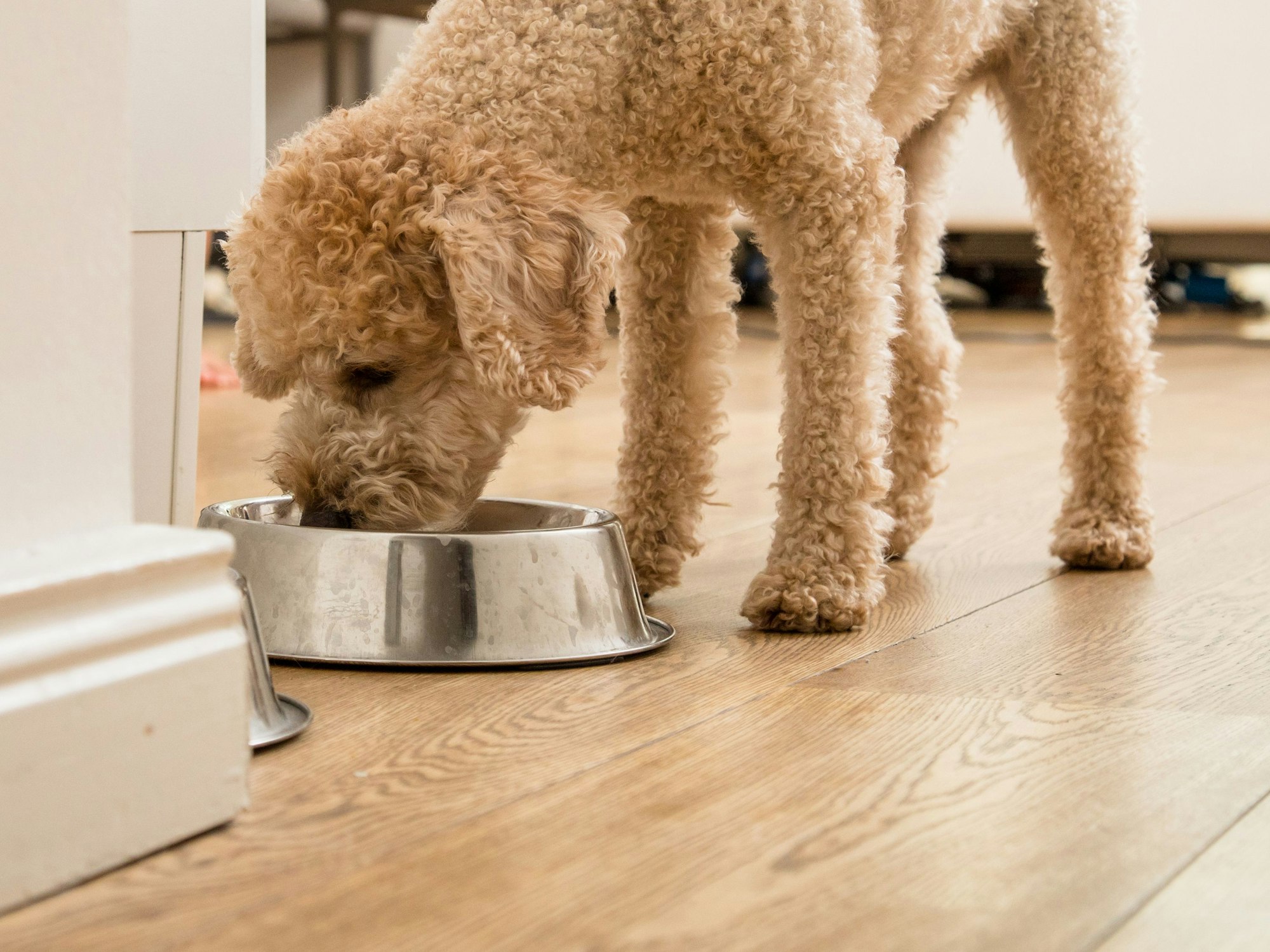 Ein Hund frisst aus einem Hundenapf.